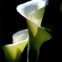 Buy canvas prints of Peace Lily by Nicky Vines