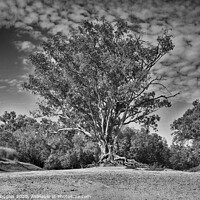 Buy canvas prints of Dry Riverbed Gum by Steve Glasgow