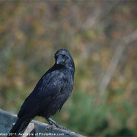 Buy canvas prints of crow on a fence by nigel watson