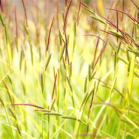 Buy canvas prints of Summer Grasses by Mark Harrop