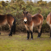 Buy canvas prints of Shetland Ponies by Mark Harrop