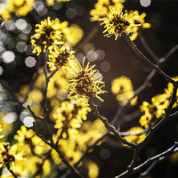 Buy canvas prints of Witchhazel by Mark Harrop