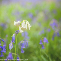 Buy canvas prints of White Bluebell by Mark Harrop