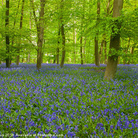 Buy canvas prints of Bluebell Woods by Mark Harrop