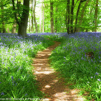 Buy canvas prints of Path between the bluebells by Mark Harrop