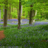 Buy canvas prints of Enchanted Bluebell wood by Mark Harrop