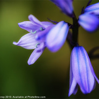 Buy canvas prints of Spanish Bluebell by Mark Harrop