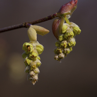 Buy canvas prints of Spring Buds by Mark Harrop