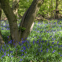 Buy canvas prints of  Bluebells and Trees by Mark Harrop