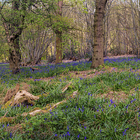 Buy canvas prints of  Bluebell wood panorama by Mark Harrop