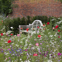 Buy canvas prints of Bench and Wildflowers by Mark Harrop