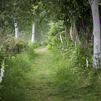 Buy canvas prints of  Foxgloves and Silver Birch by Mark Harrop