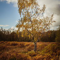 Buy canvas prints of Autumn Birch Tree by Mark Harrop