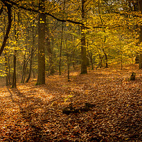Buy canvas prints of Autumn Forest by Mark Harrop