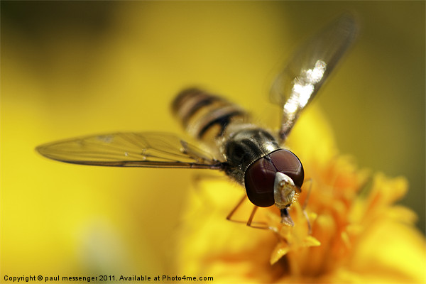 hover fly Picture Board by Paul Messenger