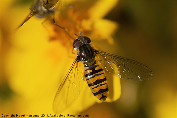 hover fly Picture Board by Paul Messenger