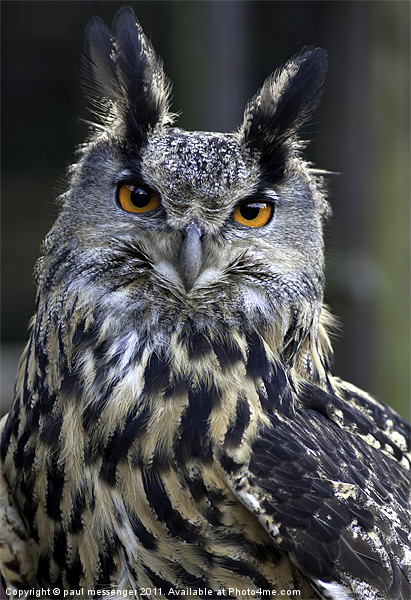 Gandalf the Eagle Owl Picture Board by Paul Messenger