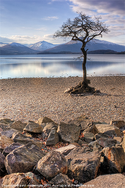 Lone tree Loch Lomond Picture Board by Paul Messenger