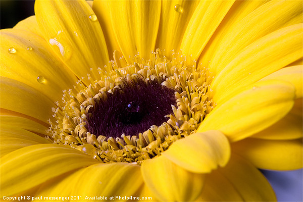 yellow Gerbera Daisy Picture Board by Paul Messenger