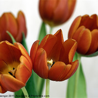 Buy canvas prints of Red Tulips by Paul Messenger