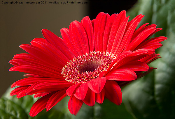 Red Gerbera Picture Board by Paul Messenger