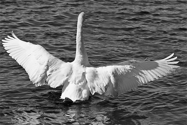A swan in Black and White Picture Board by Paul Messenger