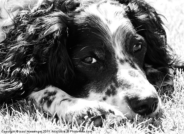 Springer Spaniel Picture Board by Paul Messenger