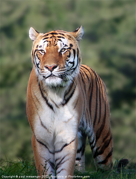 Amur Tiger, Picture Board by Paul Messenger