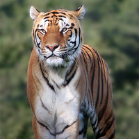 Buy canvas prints of Amur Tiger, by Paul Messenger