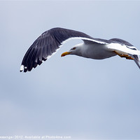 Buy canvas prints of Common Seagull by Paul Messenger
