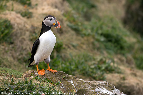 Lunga Puffin, Picture Board by Paul Messenger