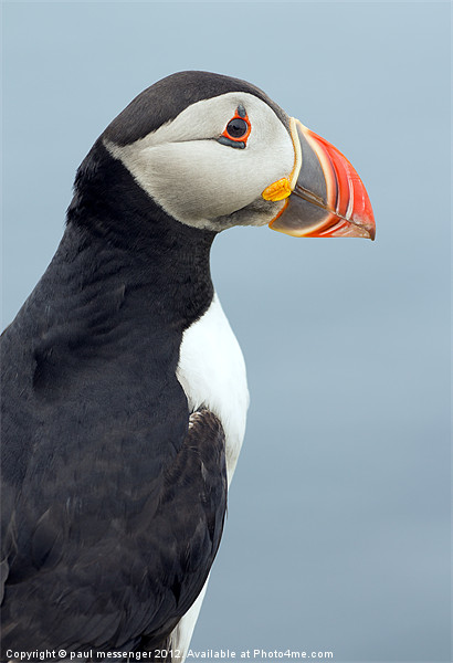Puffin Isle of Lunga Picture Board by Paul Messenger