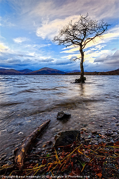Loch Lomond Tree Picture Board by Paul Messenger