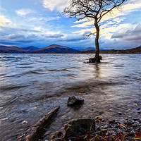 Buy canvas prints of Loch Lomond Tree by Paul Messenger