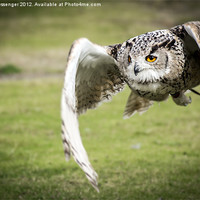 Buy canvas prints of Eagle Owl by Paul Messenger