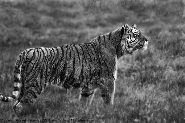 Amur Tiger Picture Board by Paul Messenger
