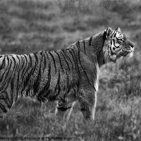 Buy canvas prints of Amur Tiger by Paul Messenger