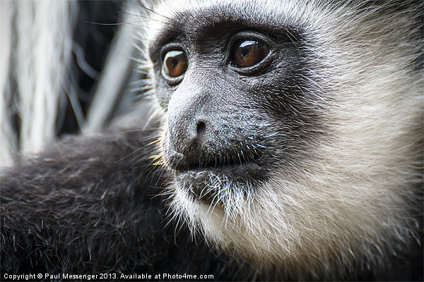 Black-and-white Colobus Monkey Picture Board by Paul Messenger