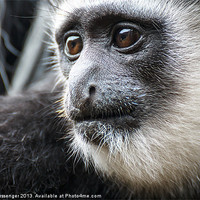 Buy canvas prints of Black-and-white Colobus Monkey by Paul Messenger