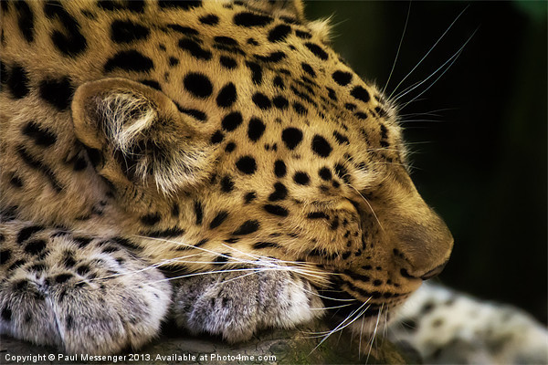 Sleeping Amur leopard Picture Board by Paul Messenger