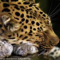 Buy canvas prints of Sleeping Amur leopard by Paul Messenger
