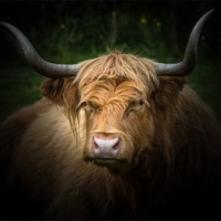 Buy canvas prints of Highland Cow by Paul Messenger