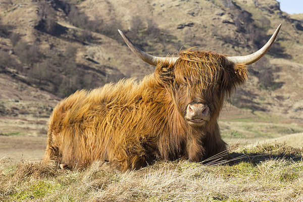 Highland Cow Scotland Picture Board by Paul Messenger