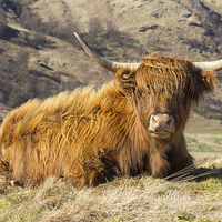 Buy canvas prints of Highland Cow Scotland by Paul Messenger