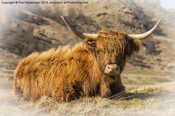 Highland cow scotland Picture Board by Paul Messenger