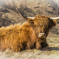 Buy canvas prints of Highland cow scotland by Paul Messenger