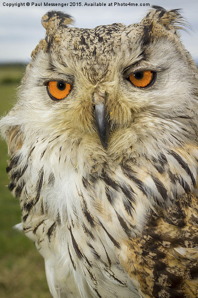   Apollo Siberian / Turkmenian Eagle owl Picture Board by Paul Messenger