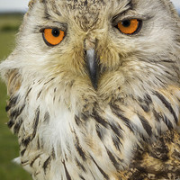 Buy canvas prints of   Apollo Siberian / Turkmenian Eagle owl by Paul Messenger