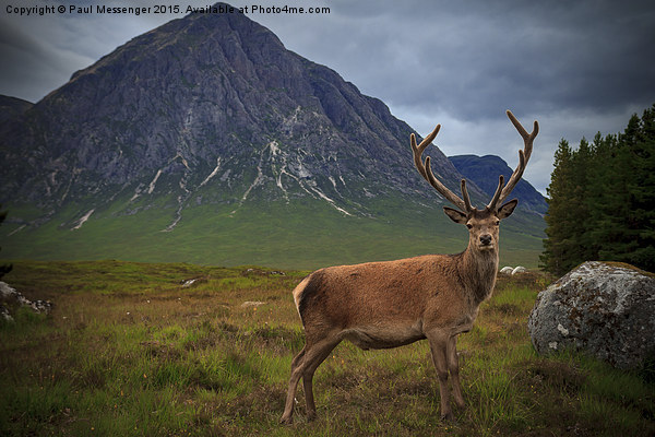 Monarch of the Glen at the Buachaille  Picture Board by Paul Messenger