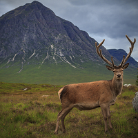 Buy canvas prints of Monarch of the Glen at the Buachaille  by Paul Messenger